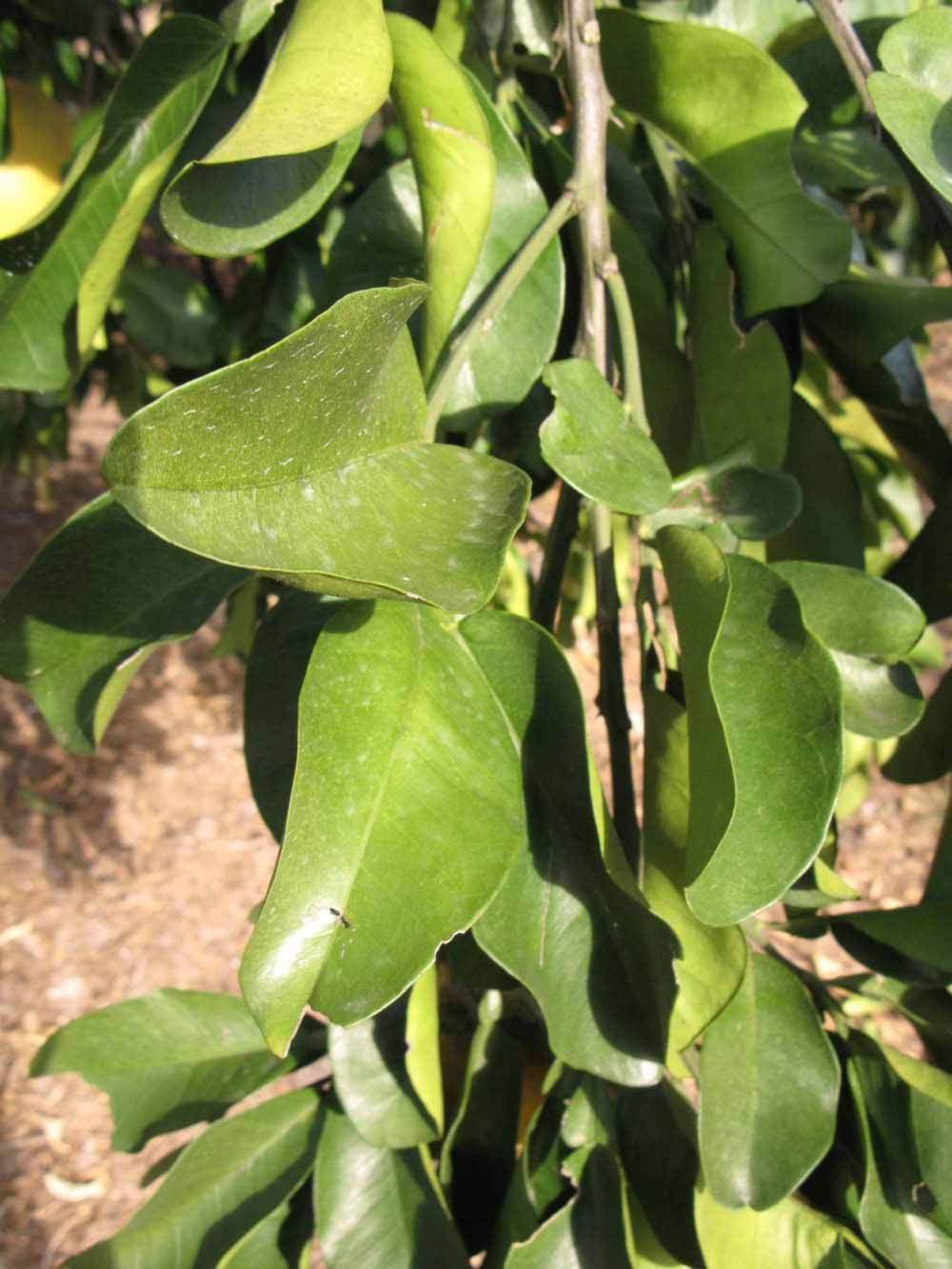            Sun leaves (Winter Haven, FL)        